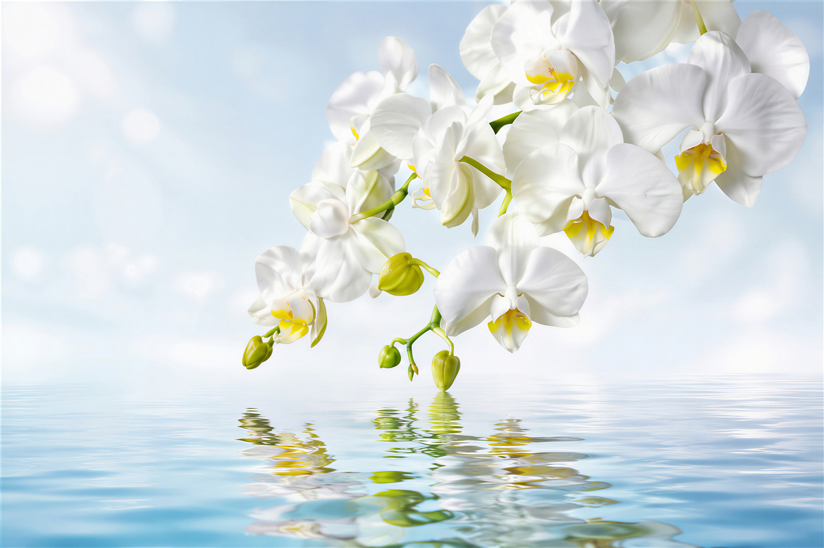 Fototapeta gałąź białej orchidei w pobliżu spokojnej wody