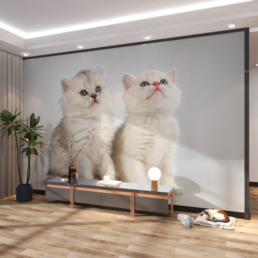 Fototapety Koty
