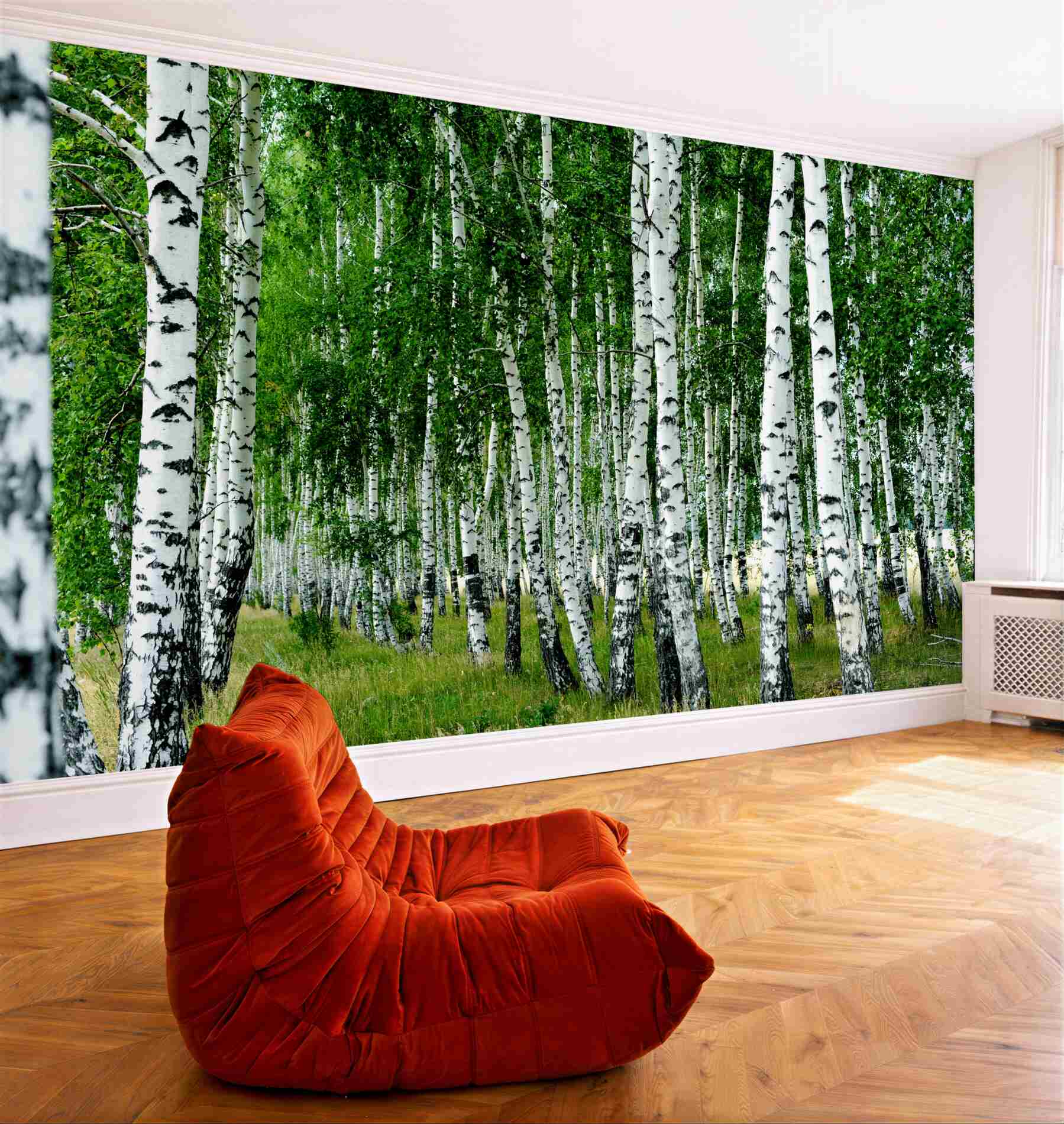Fototapeta Brzozowy gaj?v23